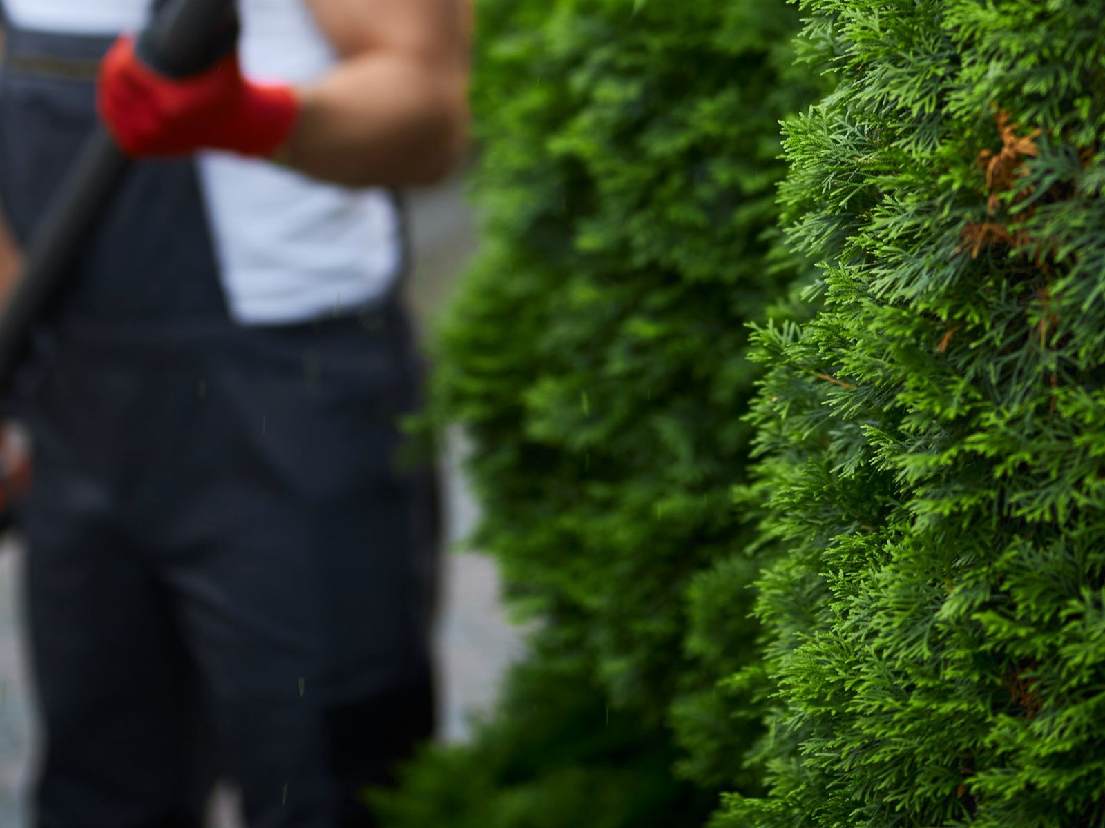 Bear Creek Tree Service