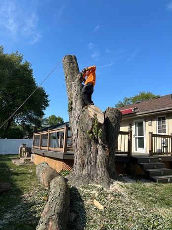 Images 33 Tree Service