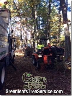 Greenleaf's Tree Service Photo