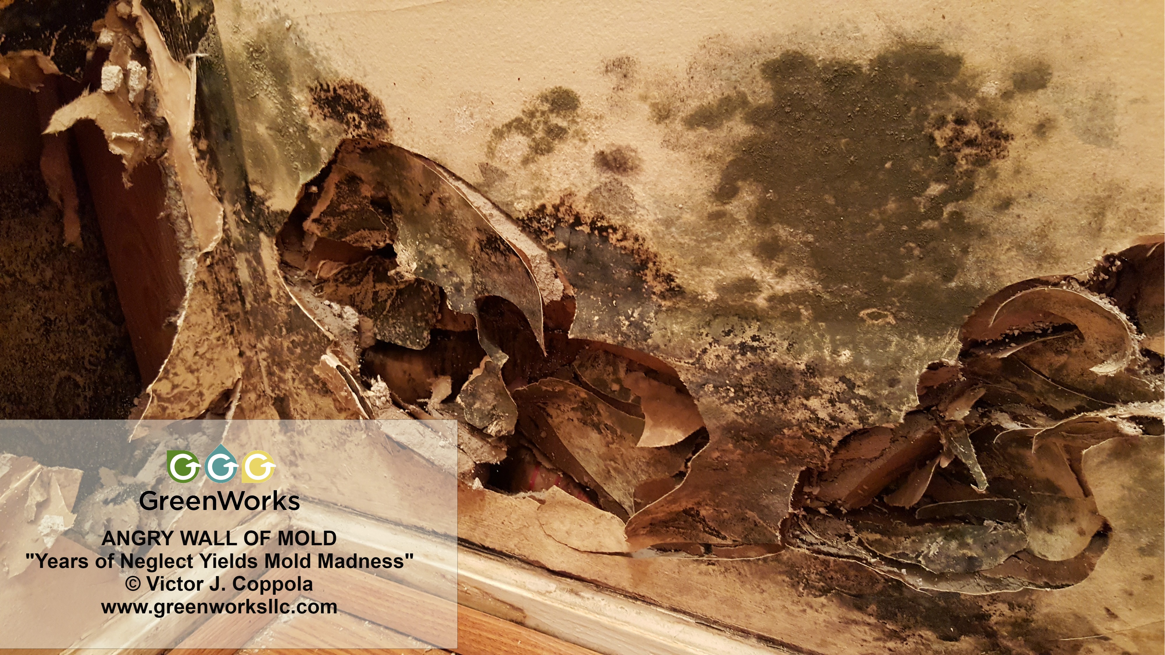 Severe mold growth photo showing long-term moisture damage and contamination that requires professional remediation.