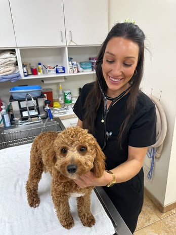 Images CityVet | Bulverde (Formerly River City)