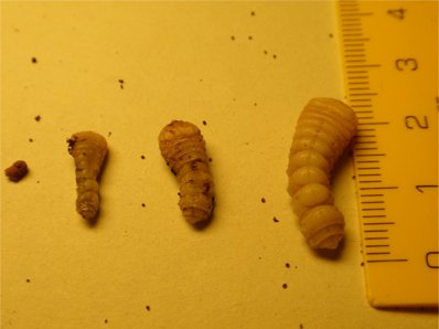 Images Contraplagas Ambiental