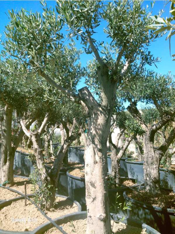 Images Capogreco Agricoltura