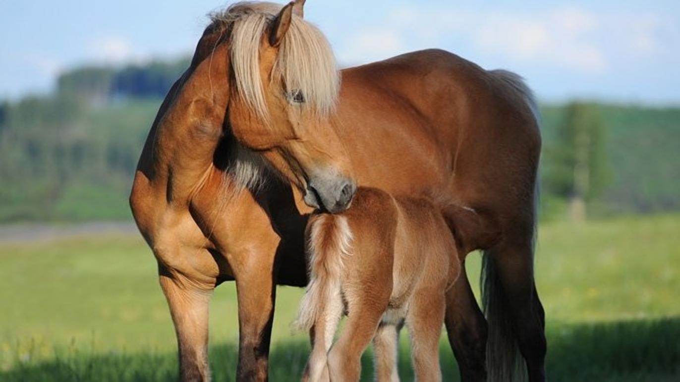 Images Billund Dyreklinik - Vetgruppen A/S