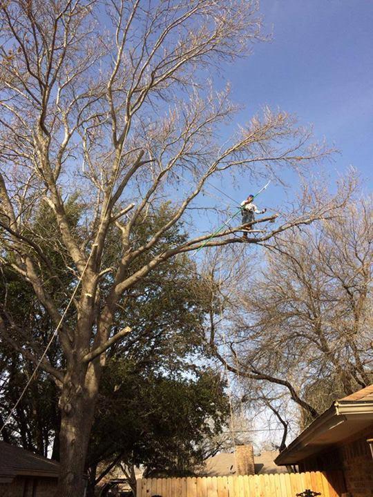 Classic Cuts Tree Trimming and Removal