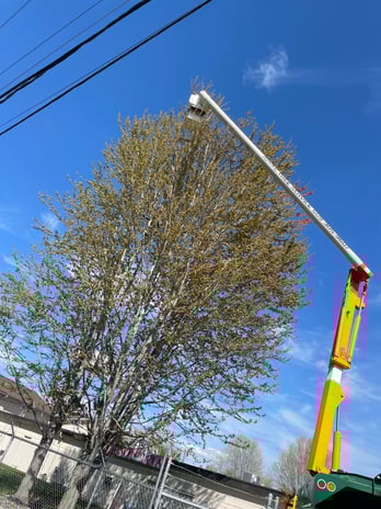 Images Arias Tree Service