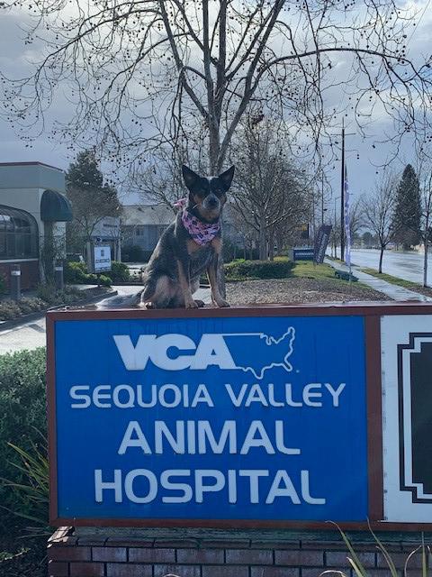 VCA Sequoia Valley Animal Hospital Santa Rosa (707)206-7544