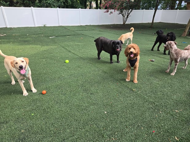 Images Wag Watchers DayCare & Spa