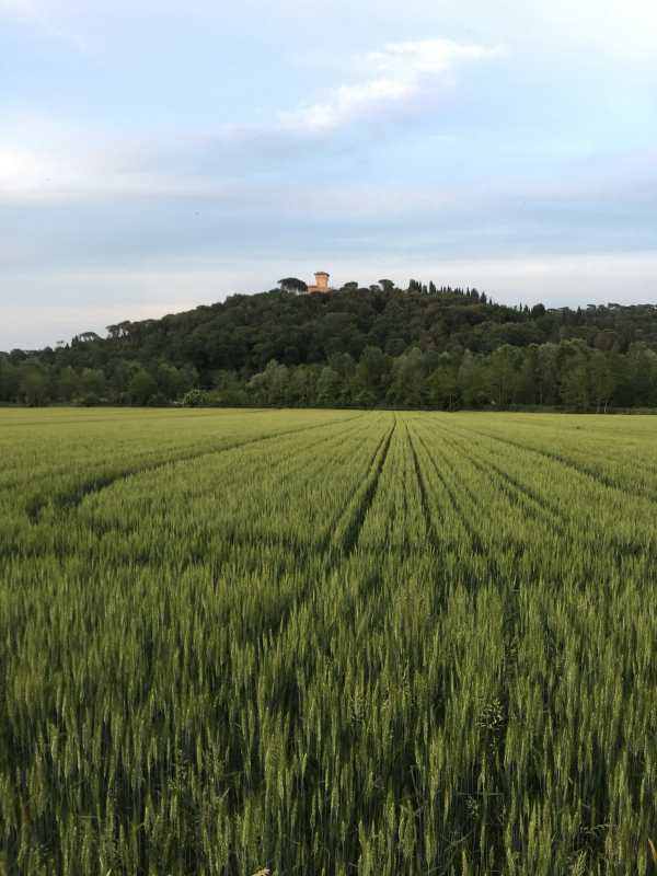 Images Azienda Agricola Barbialla Srl Società Agricola - Castello di Barbialla