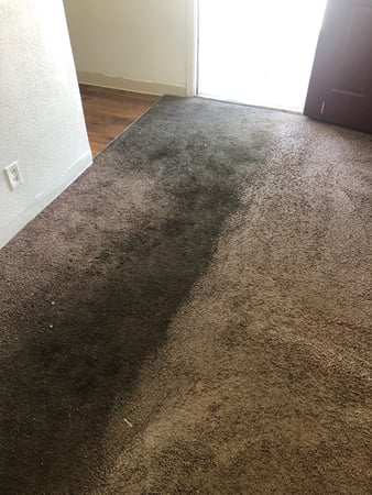 Images Carpet Pro Carpet Cleaning & Dyeing