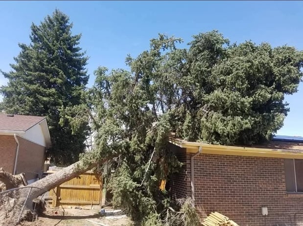 Images Limb Walkers Tree Service