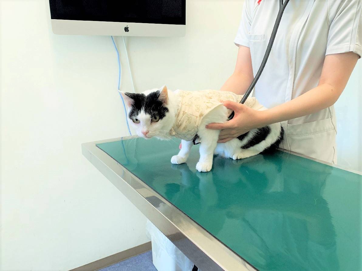 Images ペテモ動物病院西新井