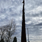 Images Alexa's Tree Service