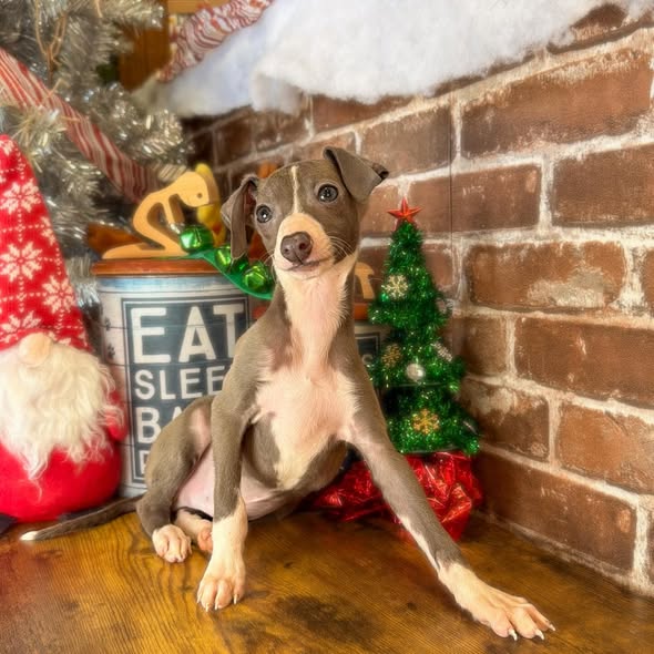 Puppies Direct Image