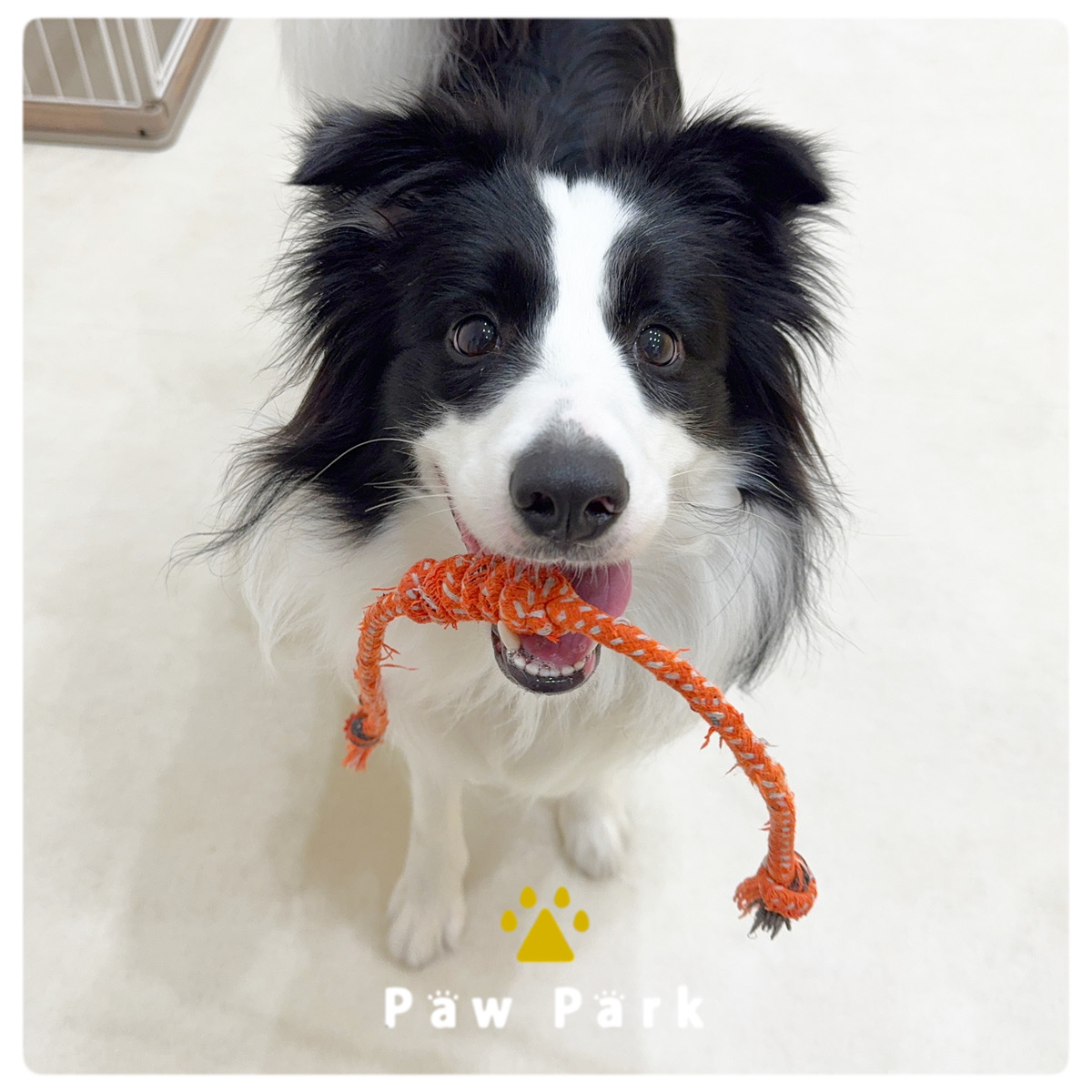 Images PawPark 犬のようちえん 高槻店