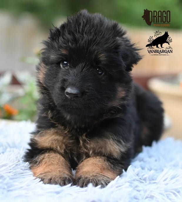 Images VanBlargan German Shepherds