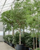 Images Bloom Marbella S.l.