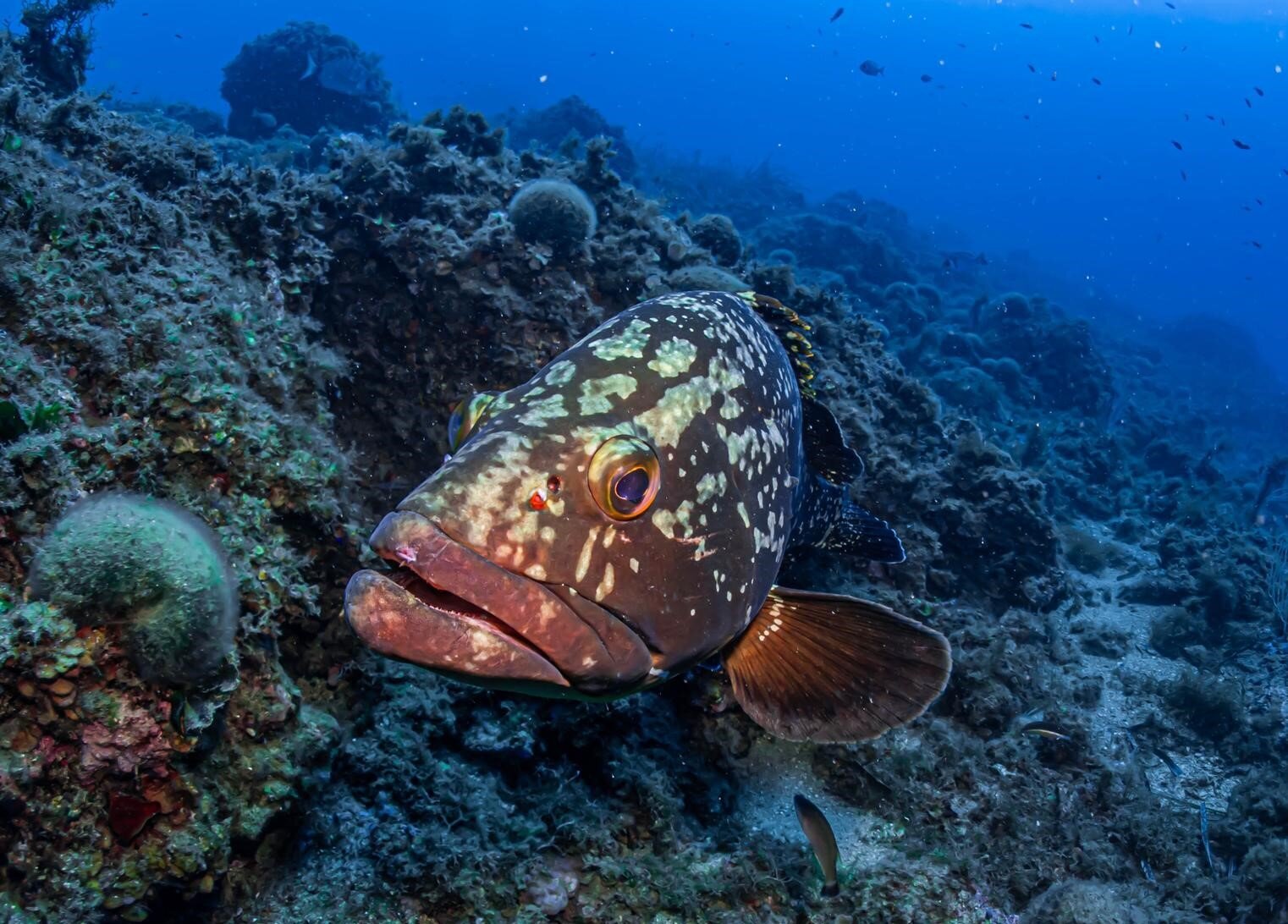 Images CENTRE D'IMMERSIÓ CAP DE CREUS