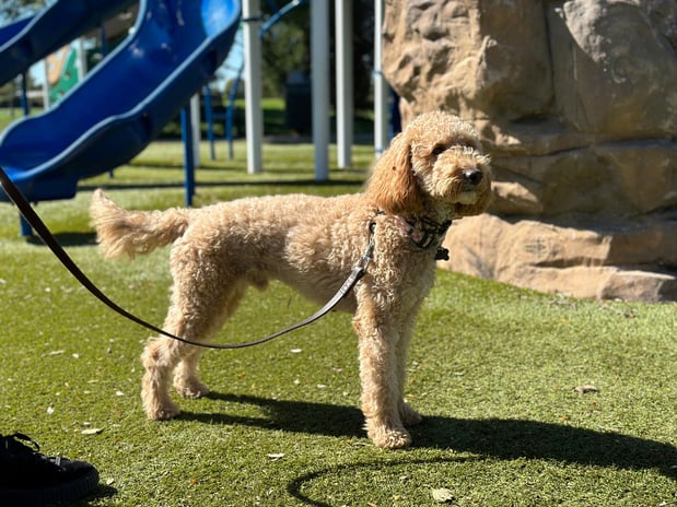 Images Outstanding K9