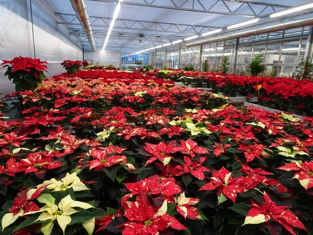 Images Floricoltura Bontadi Vivaio
