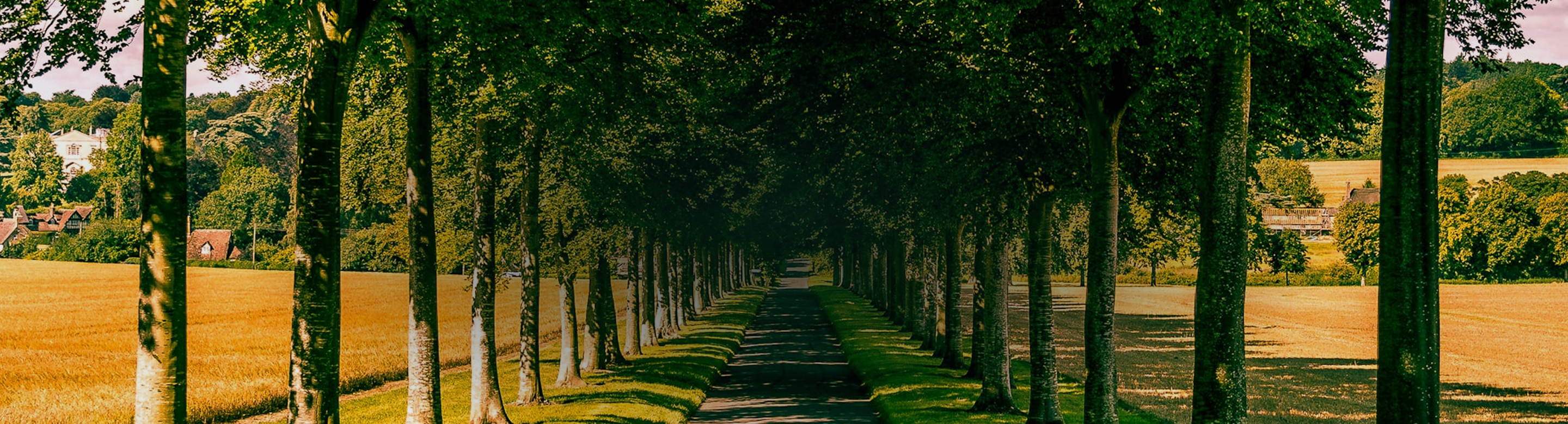 Picturesque tree-lined walking path with fields on other side on a sunny day.