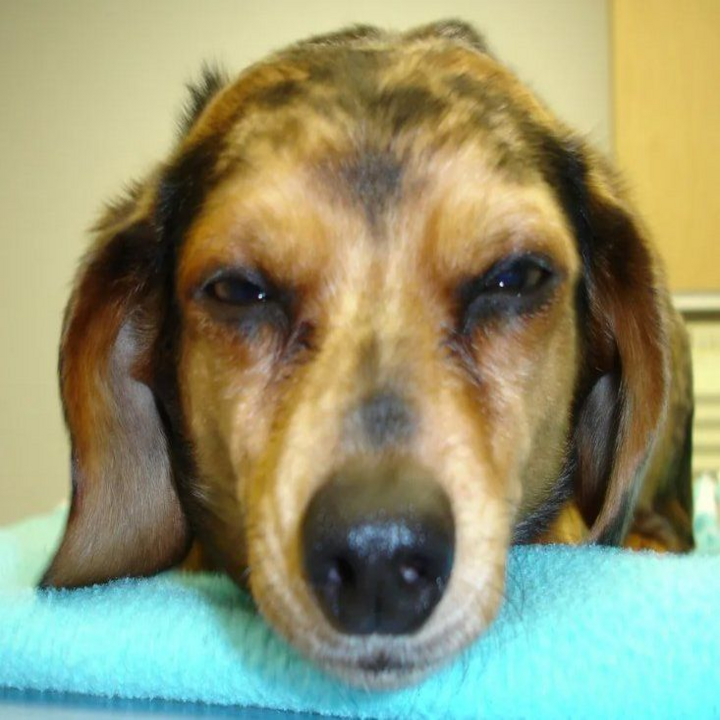 Images Brookwood Animal Hospital