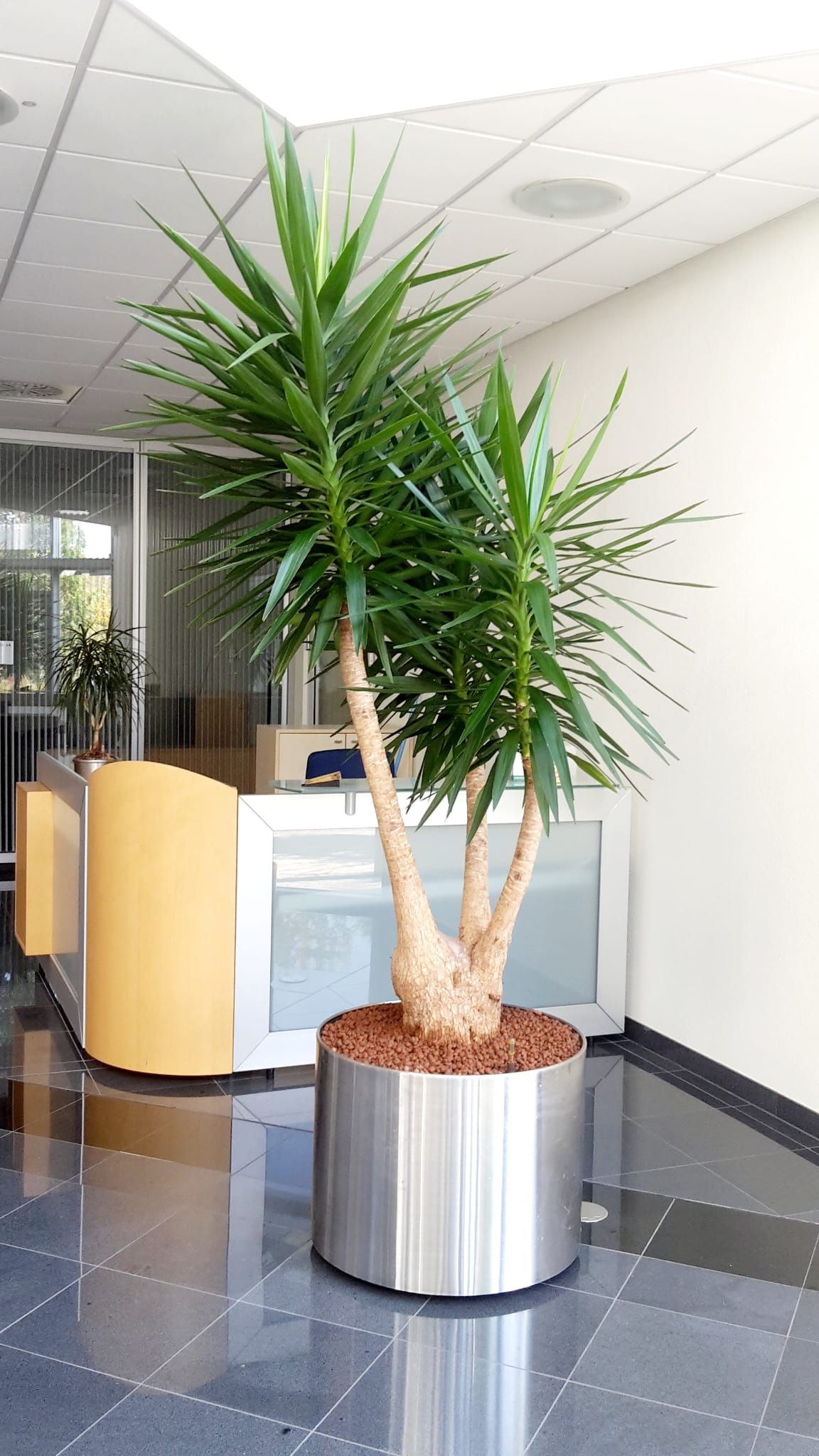 Grün im Raum Susanne Werner, An der Hohle 14 in Plauen