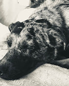 Images Dog Pawpa K9 Connection