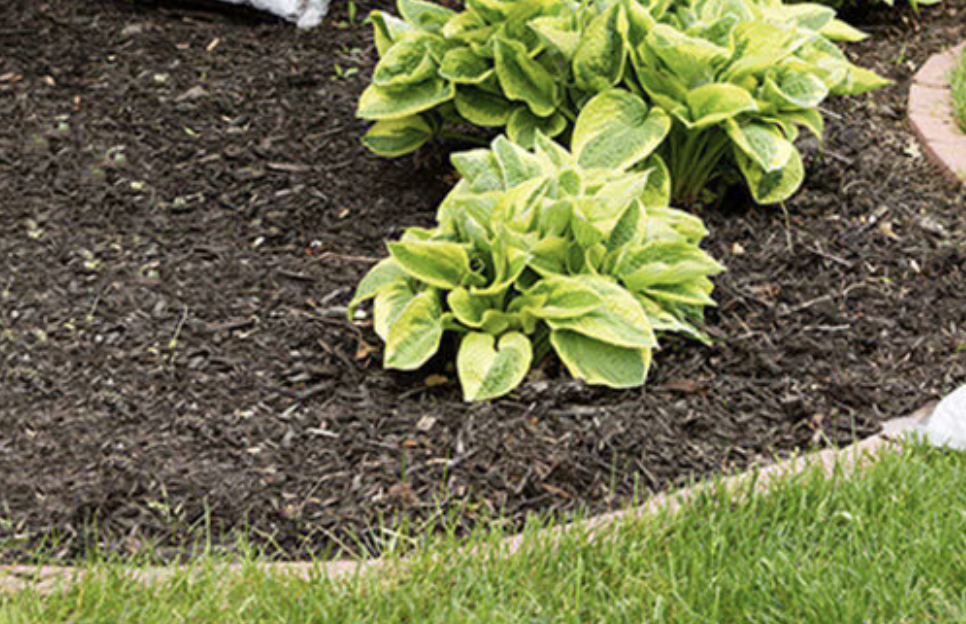Probase Soil Conditioner Aged Pine Bark Fines Bulk (per cu. yd.).
Dark brown color enhances the aesthetic appeal of your landscape.
Large container size provides ample supply for your project.
Probase Soil Conditioner improves soil quality for healthier plants. The Probase Soil Conditioner is a game-changer for all your landscaping needs. Crafted with care by SiteOne, this premium product is designed to enhance the health and vitality of your plants. Made from aged pine bark fines, it boasts a rich, dark brown color that adds a touch of elegance to any garden. With its bulk packaging, you'll have an ample supply to cover a generous area. Whether you're looking to improve soil structure, retain moisture, or suppress weeds, this Probase Soil Conditioner is the perfect solution. Give your plants the nourishment they deserve and watch them thrive with this exceptional product.