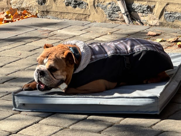 Images Poopie Scoopers r-us Sir Scoop