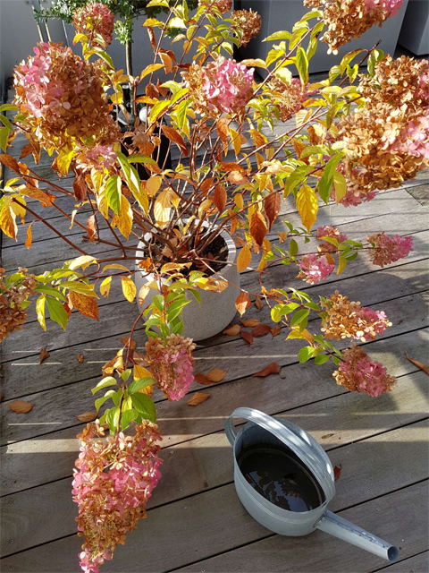 konsequenzer, Hänferstraße 35 in Achern