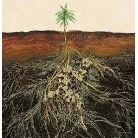 Images Roots Up Plant Health Inc.