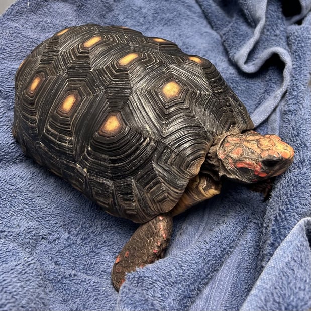 Images VCA Peone Pines Animal Hospital