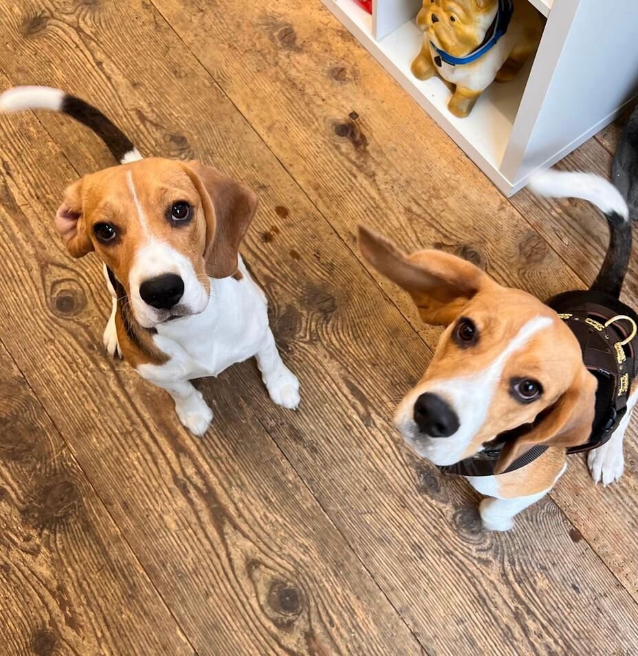 Bilder Beagleszucht Appenzell