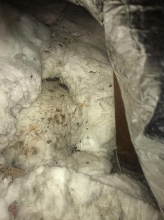 Images Rodent Solution