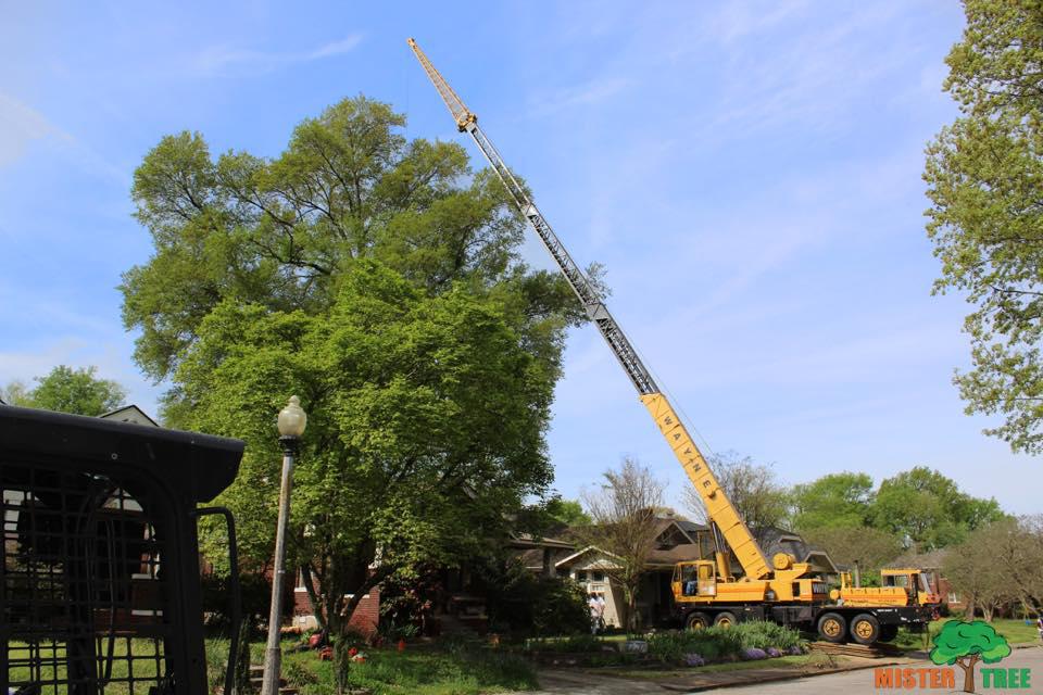 Mister Tree Service Photo