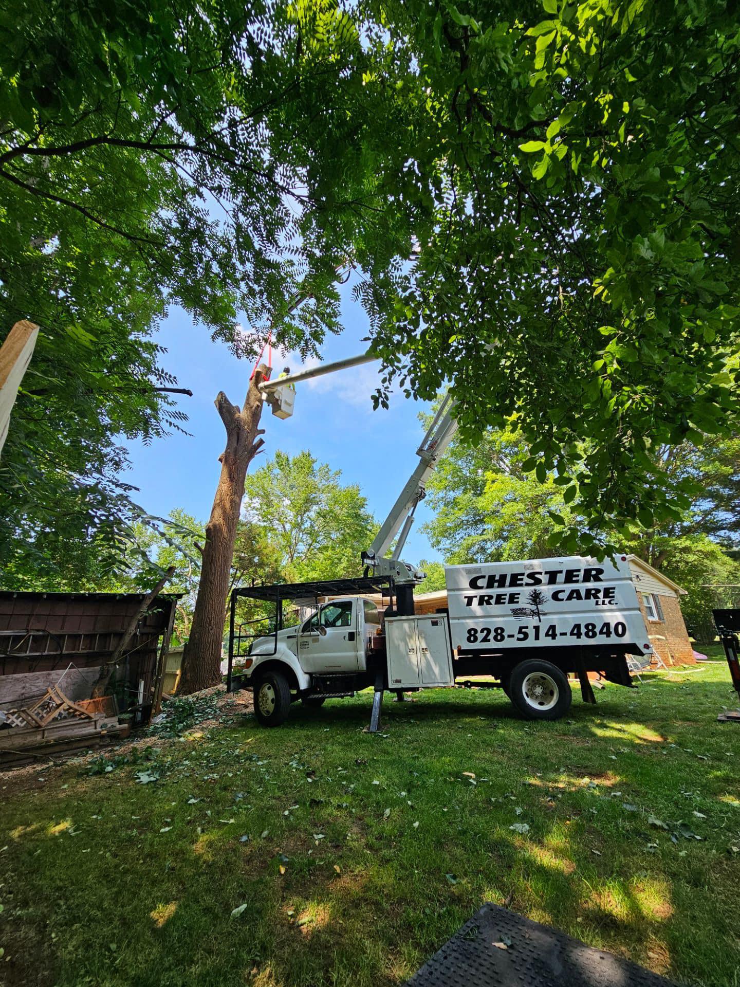 Chester Tree Care provides professional tree removal services for residential and commercial properties. Whether you have a dead, diseased, or unwanted tree, our experienced team safely and efficiently removes it, leaving your property clean and hazard-free. With the latest equipment and expertise, we ensure that the tree removal process is completed with minimal disruption and maximum safety.