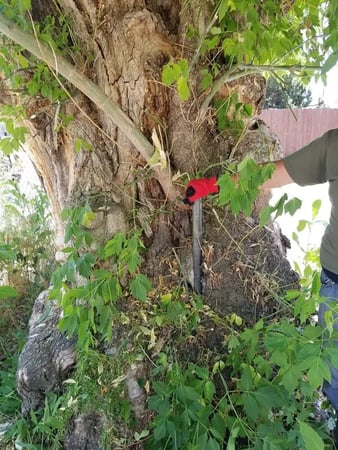 Images Utah Stump Grinding LLC