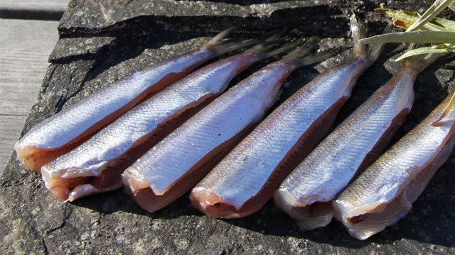 Images Guldhaven Pelagiska AB