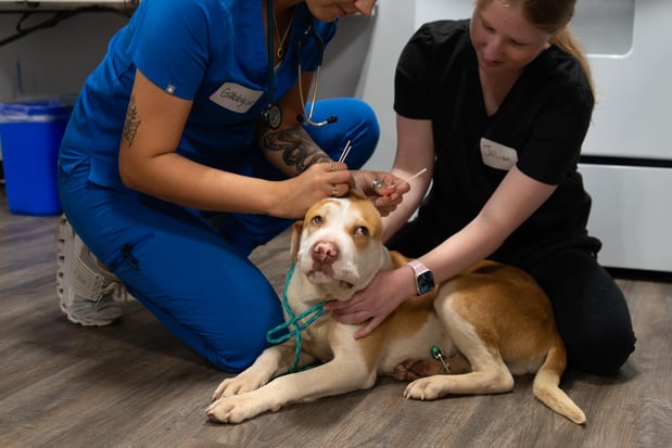 Images Furgent Care Vet