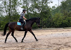 Images Star Ridge Stables