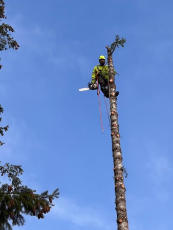 Images Dream Team Tree Services LLC