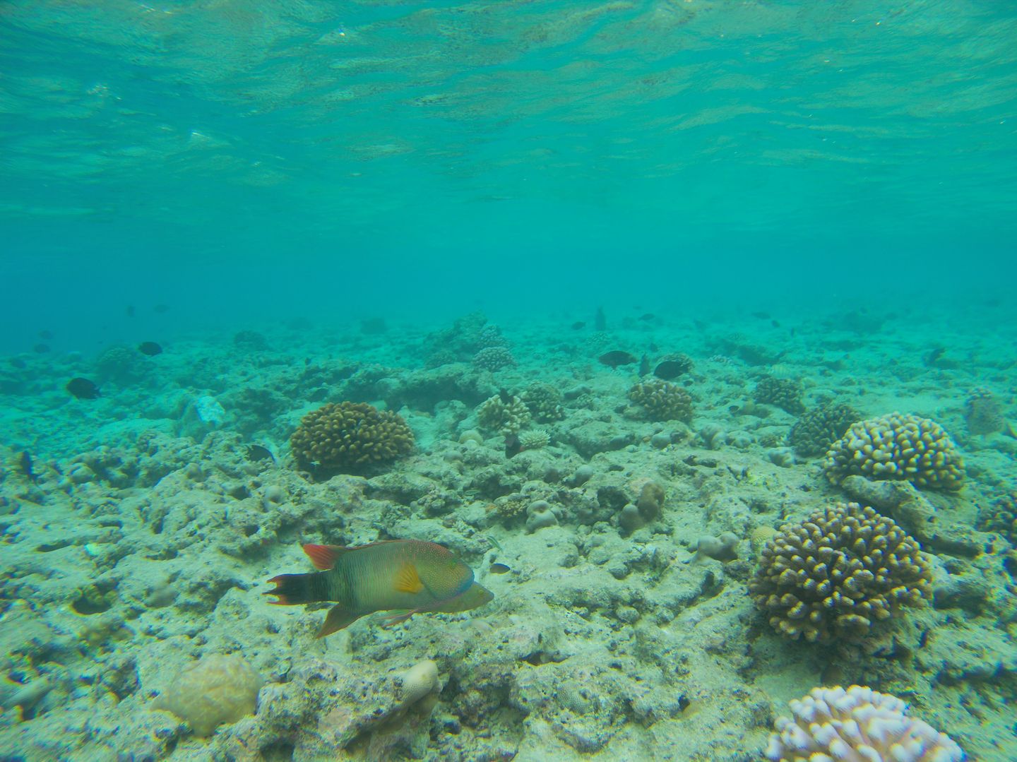 Maria Frombeck Heilpraktikerin, Planegger Str. 46 in Germering