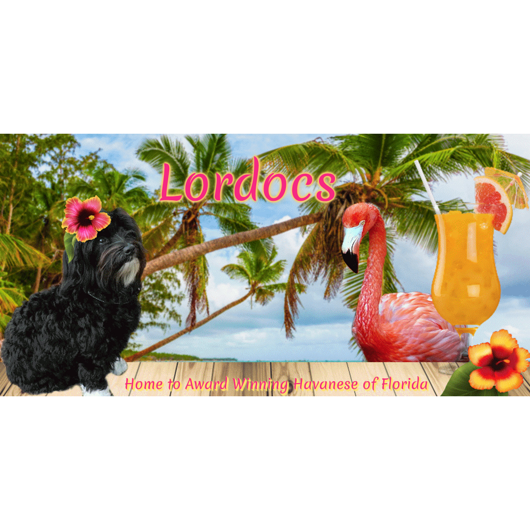 Lordocs Havanese