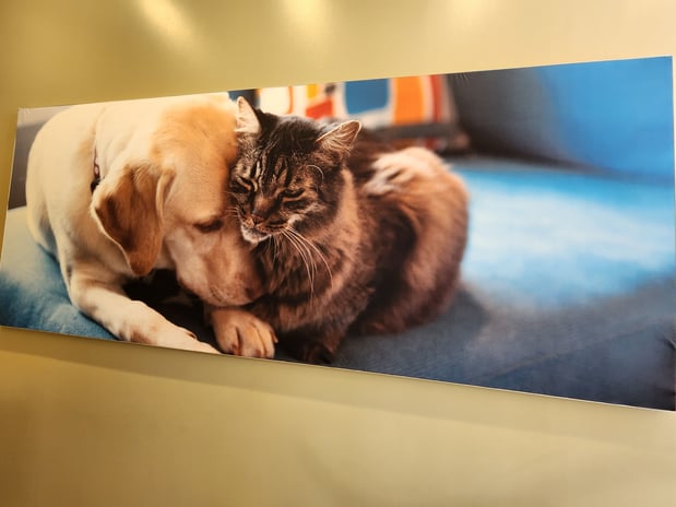 Images Vetco Total Care Animal Hospital