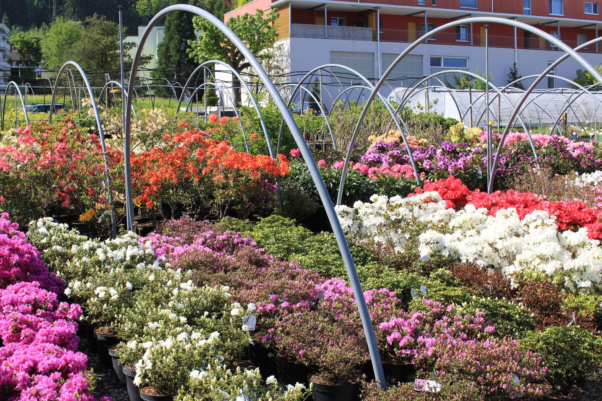 Bilder Bernhard Baumschulen AG