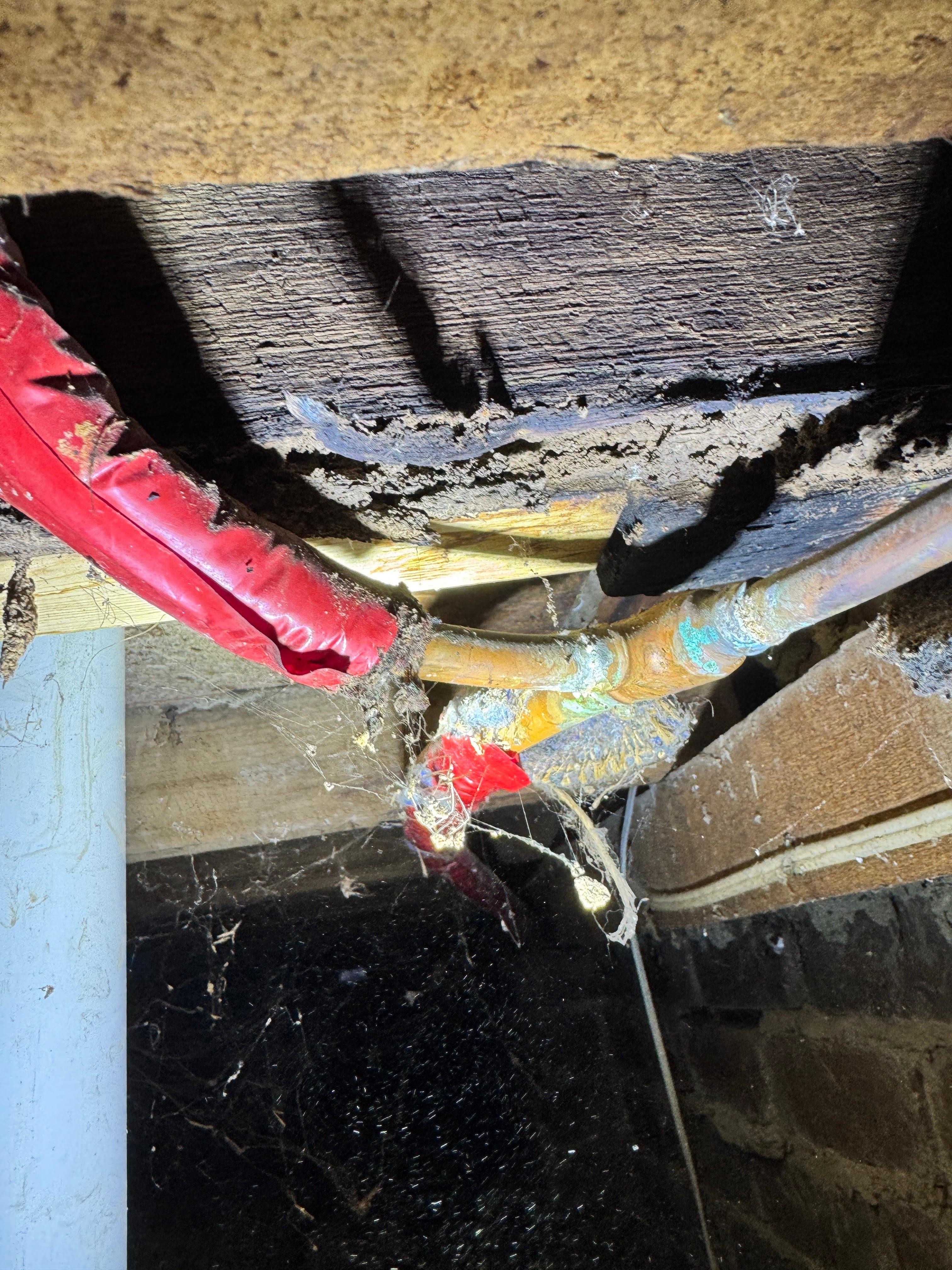 Images ACE Building and Pest Inspection