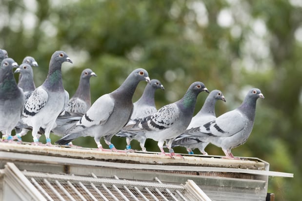 Images Victory Pest Solutions
