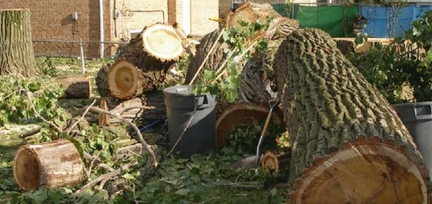 Images Meca Tree Service