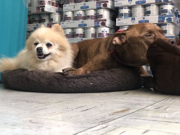 Images Melrose La Brea Animal Hospital